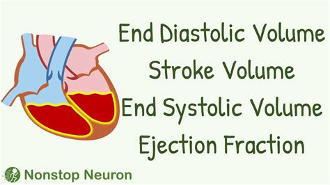 end systolic volume vs diastolic